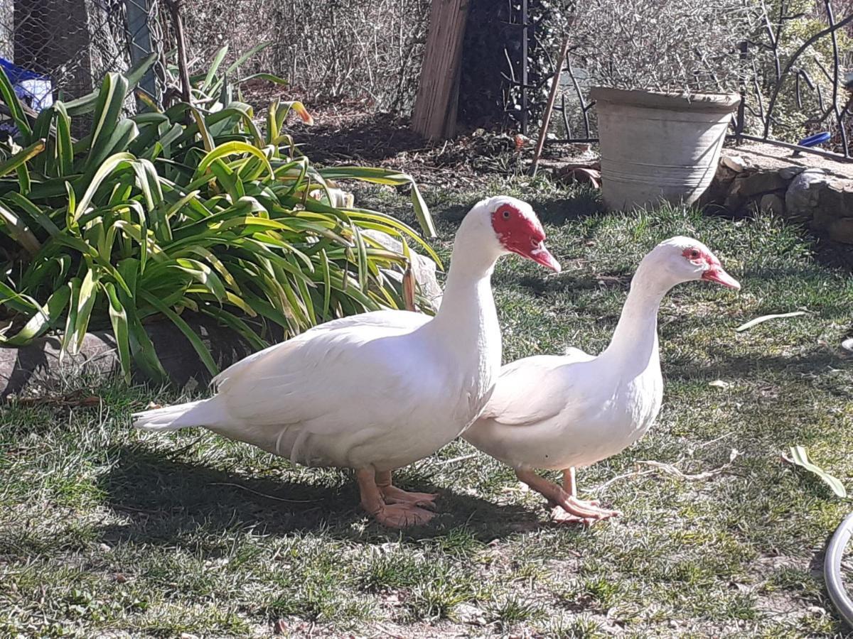 Gite Du Prinas Greolieres Esterno foto